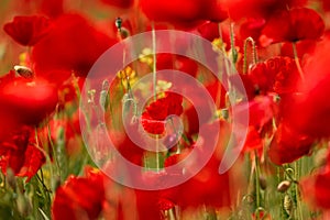 Blooming poppy field detail, close-up with blurred red background, green furry sharp plant stems. Fresh flowers in the sunlight,
