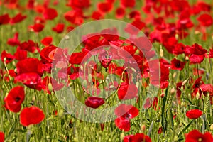 Blooming poppy field detail, close-up with blurred red background, green furry sharp plant stems. Fresh flowers in the sunlight,