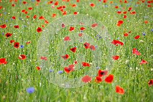 Blooming poppy field in summer