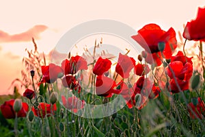 Blooming poppy field at sunset. Red poppies in green grass, soft focus