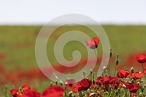 Blooming poppy fields in the spring in the mountains