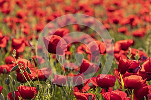 Blooming poppy fields in the spring in the mountains