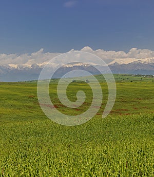 Blooming poppy fields in the spring in the mountains