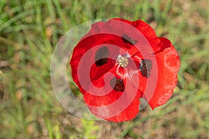 Blooming poppy flower