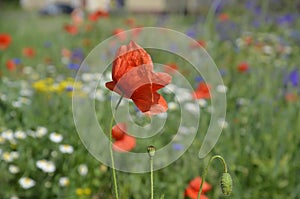 Blooming poppy flower on the background of a meadow with flowers