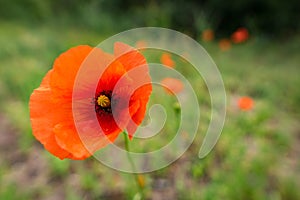 Blooming poppy flower on meadow