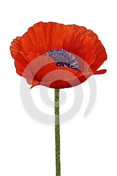 Blooming poppy image of unprecedented beauty, as well as a symbol of unfading youth