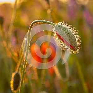 Blooming poppy in the wild in the fields of Maastricht during sunset