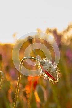 Blooming poppy in the wild in the fields of Maastricht during sunset