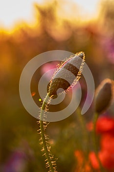 Blooming poppy in the wild in the fields of Maastricht during sunset