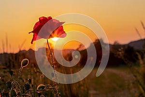 Blooming poppy in the wild in the fields of Maastricht during sunset