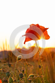 Blooming poppy in the wild in the fields of Maastricht during sunset