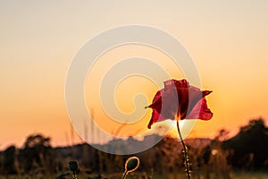 Blooming poppy in the wild in the fields of Maastricht during sunset