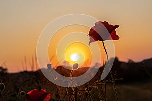 Blooming poppy in the wild in the fields of Maastricht during sunset