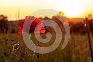 Blooming poppy in the wild in the fields of Maastricht during sunset