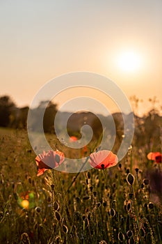 Blooming poppy in the wild in the fields of Maastricht during sunset