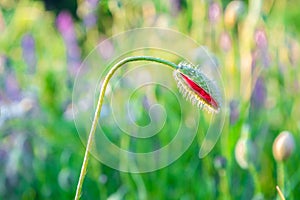 Blooming poppy in the wild in the fields of Maastricht during sunset