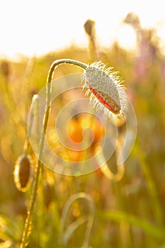 Blooming poppy in the wild in the fields of Maastricht during sunset