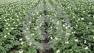 Blooming potato field