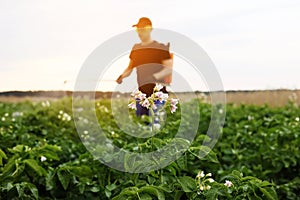 Blooming potato field. On background farmer with manual sprayer treats plants from pests, colorado beetle and fungus