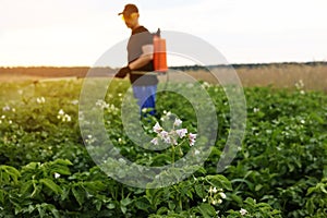 Blooming potato field. On background farmer with manual sprayer treats plants from pests, colorado beetle and fungus