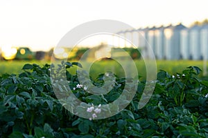 Blooming potato in the garden and combines with grain bins in the background