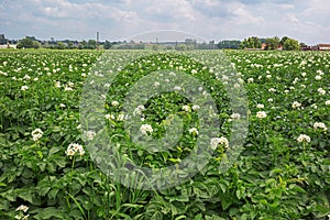 Blooming potato plants