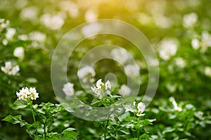 Blooming potato white flower in a field close-up of fresh green