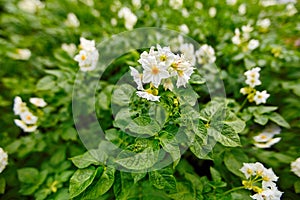 Blooming potato white flower in a field close-up of fresh green