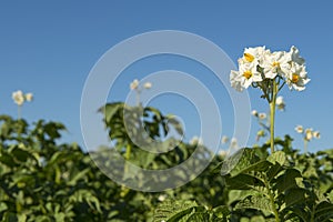 Blooming potatoe flower in a field of potatoe plants on a blue sky with space for copy