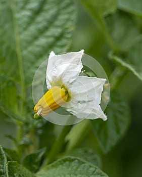 Blooming potatoes Solanum tuberosum white flowers. Flowering potato in the organic garden. Selective focus