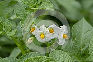 Blooming potatoes Solanum tuberosum white flowers. Flowering potato in the organic garden. Selective focus