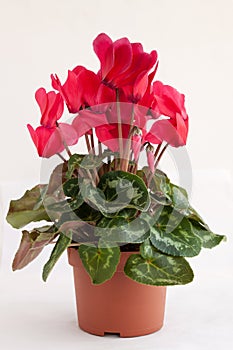 Blooming potted flower red cyclamen