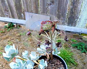 Blooming potted purple Aeonium flowers.