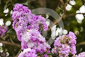 Blooming Powhatan Lagerstroemia Detail