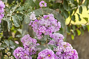 Blooming Powhatan Lagerstroemia Detail