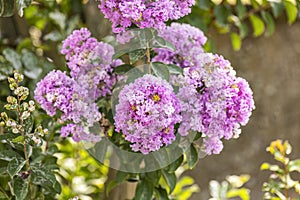 Blooming Powhatan Lagerstroemia Detail