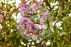 Blooming Powhatan Lagerstroemia Detail