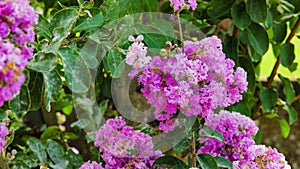 Blooming powhatan lagerstroemia detail