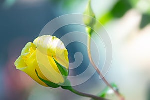 Blooming pretty yellow rose flower in the garden