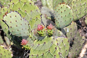 Blooming Prickly Pear Cactus