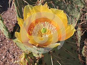 Blooming Prickly Pear Cactus