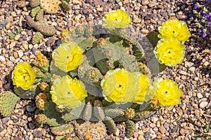 Blooming Prickly Pear Cactus Flowers