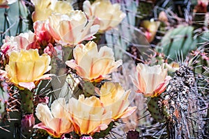 Blooming Prickly Pear Opuntia fragilis cactus, California