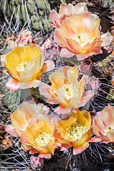 Blooming Prickly Pear Opuntia fragilis cactus, California