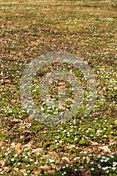 blooming primroses in a wild forest in spring