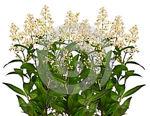 Blooming privet twigs in row isolated on white background