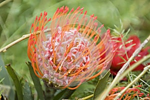 Blooming protea pincushion