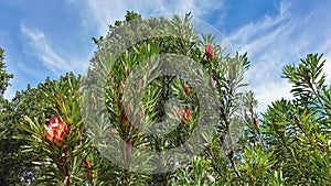 Blooming proteas against the blue sky.