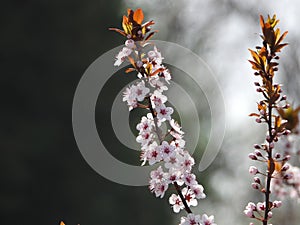 the blooming Prunus cerasifera